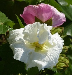Double White Confederate Rose, Cotton Rose Mallow, Hibiscus mutabilis 'Tri-Color'